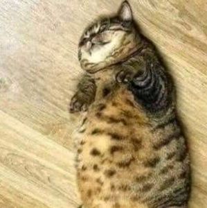 Meet your Posher, Wendy